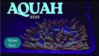Позвольте мне провести для вас экскурсию по Aquah 2025.