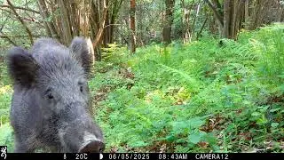 I didn't know that the nose of a wild boar was this maneuverable. Very impressive.