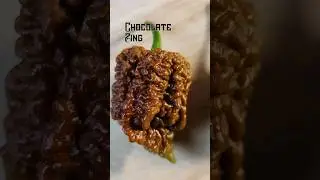 This is the spiciest pepper 🌶️ I have ever eaten! Zing - the end of the alphabet of heat. 🔥 🔥 🚒