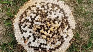 cooking bee larvae 🐝