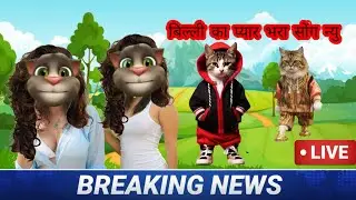 बिल्ली बोली म्याऊ म्याऊ  सोग #cat #catlover #animalcontent #catlife