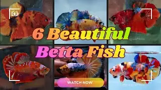 6 Beautiful Betta Fish! 😱🔥 #bettafish