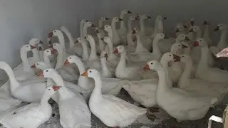 Kazlar Ne yer ? Kazlara hangi yemler verilmeli ? Kaz beslerken nelere dikkat edilmeli ?