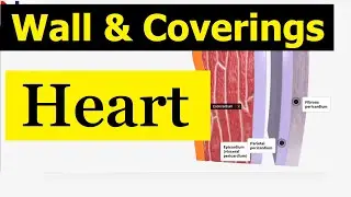 External Structure of the Heart - Wall and its coverings | Nursing Lecture