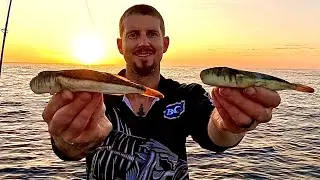 PUFFERFISH, Best BIG Fish Bait!? ( Mind bending results )