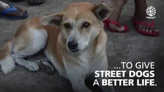 Helping street dogs all over the world