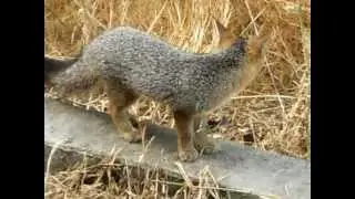 Gray Fox Pups & Squat the Den's Male.wmv