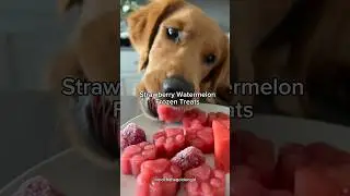 Homemade dog treats | Strawberry Watermelon Treats for Dogs | Homemade dog treats recipe #dogshorts