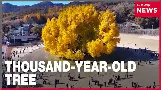 Ginkgo tree boasting breathtaking beauty confirmed to be 1,318 years old