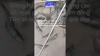 Giống Hải &Acirc;u cp chất lượng cao 58 ng&agrave;y ph&ograve;ng ngừa nấm đồng tiền ăn bộ đ&ocirc;i gan ruột