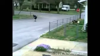 Sometimes Security Cameras catch a gem! FEDEX DELIVERY GONE WRONG