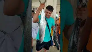 Fish name. #fish #fishing #aila #export #beach #seafood #shorts #reels #trending #explore #instagram