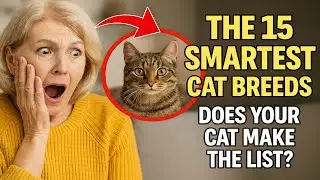 The 15 Smartest Cat Breeds. Does Your Cat Make the List?