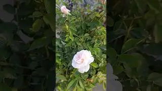 Balcony Garden 🥰 #shorts #rose
