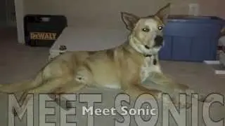Pets Inc-- Sonic