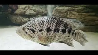 Parachromis Managuensis
