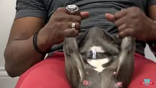 Doga Puppy Sit Up Stretch    Dog Training   Wolfkeeper University