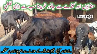 How to start vacha (wacha) Farming in Depalpur|Bachra Farming Tips 2020| Business talks official