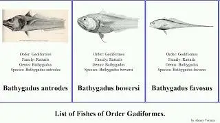 Fishes of Order Gadiformes