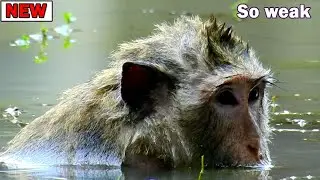 Million pity old female monkey full of injurries soak in water​ scare dog &other monkey attack her