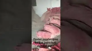 DMF MUSHROOM PAIRA KUTTI  #farming