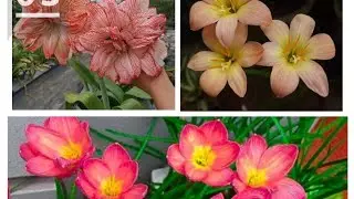 Rare colour of flowers bulb🌱my online shopping🛍️🤗3 type k flowers bulb 🌱 maine online kharide hai🌻🌺💐