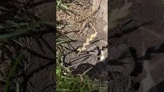 What Are These Bees Doing?! 🐝