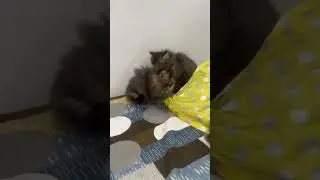 short #youtubeshort #parision cat #for sale #in muzaffarnagar #uttar pradesh #🤪🤪🤪🤪🤪🤪🤪🤪
