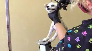 Best Tool Helps Dog Stand Up During Grooming! #madeinamerica