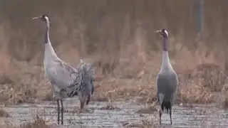 Crane birds, koonj birds, Siberian birds, Indian birds | Crane bird video, crane hunting, crane bird
