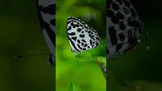 Macro Photography with Apexel 100mm 4k macro lens 😍🔥 #nature #butterfly #macrophotography #macrolens