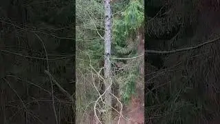 How the Pruning of Dry Tree Branches Works Using a Special Device