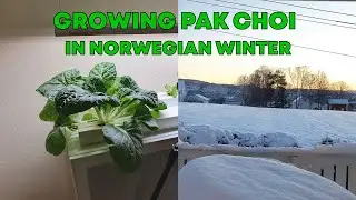Growing Pak Choi in the middle of Norwegian Winter❄️🌿