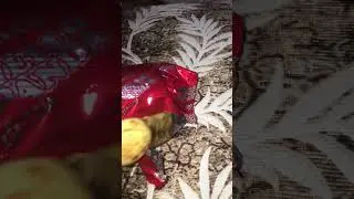 silent hello Panda unboxing part 3