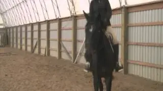 First trot under saddle