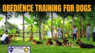Transform your dog's behavior with professional obedience training