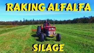 Massey Ferguson 135UK Raking 2nd Cut Silage