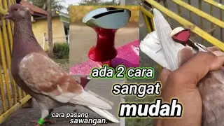Terbaru.!! Cara pasang Sawangan Dan Tindik Bulu Merpati - Cara Pasang Terbaik