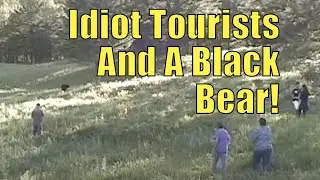 Idiot Tourists And A Black Bear! Virtual Yellowstone Tour!