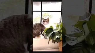 Bagar Billa roasting funny video #funny #billa 🌿🐱😄😀🌿