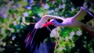 SCARBOROUGH FAIR en español con arpa y flauta de pan mp4