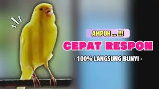 Suara PANCINGAN Kenari PAUD Belajar Bunyi Ngeriwik || Masteran Kenari Paud #642