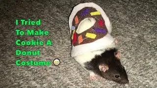 Making (Attempting) A Donut Costume for Cookie!