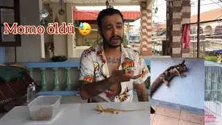MOMO ÖLDÜ 😓~ TÜM HAYVANLARIM ~ TAYLAND TATİL ÇEKİLİŞİ🏖