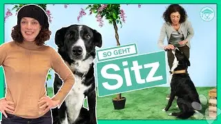 Hund SITZ beibringen? (Probiere diese 4 Schritte Anleitung!)