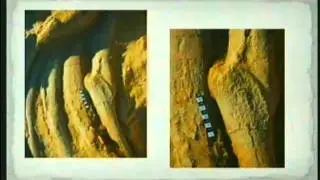 Fossil Whales Challenge Evolution