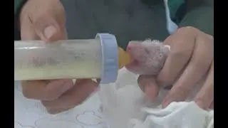 Thai-born Giant Panda Lin Bing Gives Birth to Twins