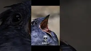 Birds Sound Can't Be Real 💀