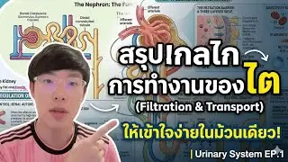 Urinary System EP.1 | Overview, Glomerular Filtration & Tubular Transport