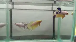 JUNIOR BETTA #bettafish #ikanlaga #bettafishbreeding #breeding #fishtank #aquarium #fish #repost